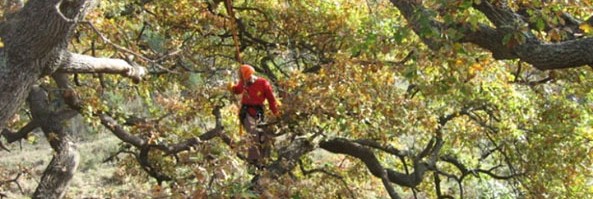 Treeclimbing spirit