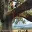 La quercia delle checche: un albero per gli alberi.
